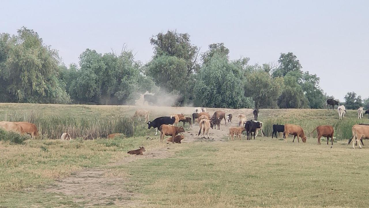 Gorgova Delta Village Dış mekan fotoğraf